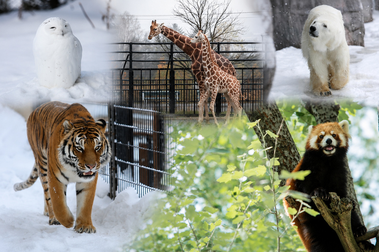 Late Departure: Asahiyama Zoo & Blue Pond & Ningle Terrace