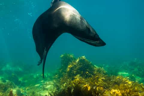 Kangaroo Island: 2-Hour Dolphin, Seal and Snorkeling Tour