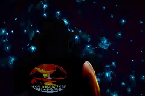 Sydney - Glödande maskar Blue Mountains Glow Worms Wild Adventure by Night