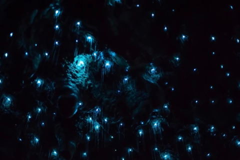 Sydney: Blue Mountains Glow Worm Abenteuer bei Nacht