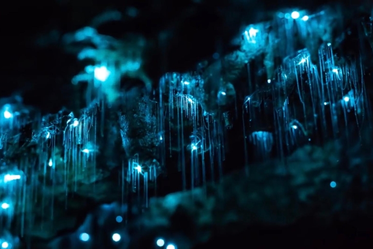 Sydney: Blue Mountains Glow Worm Abenteuer bei Nacht