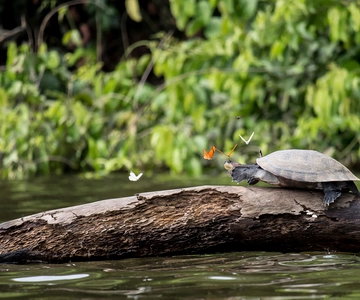Tambopata Peruaans Amazonewoud voor drie dagen/twee nachten