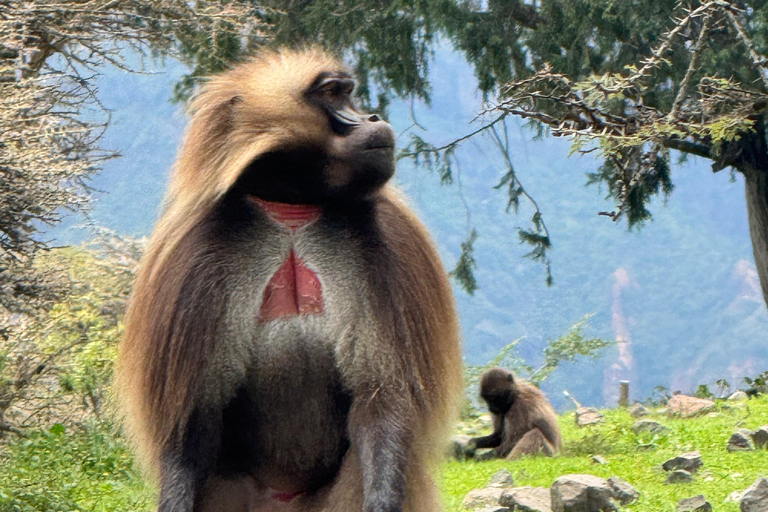 From Addis Ababa: 3-Day Ethiopia Highlights Adventure