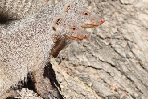 Windhoek: 3-Day Guided Safari in Etosha with Lodge