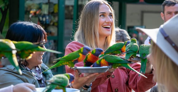Currumbin Wildlife Sanctuary: Entry Ticket to Feed Kangaroos