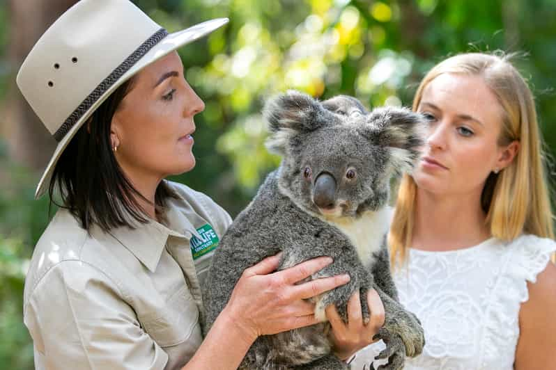 Currumbin Wildlife Sanctuary Ticket | GetYourGuide