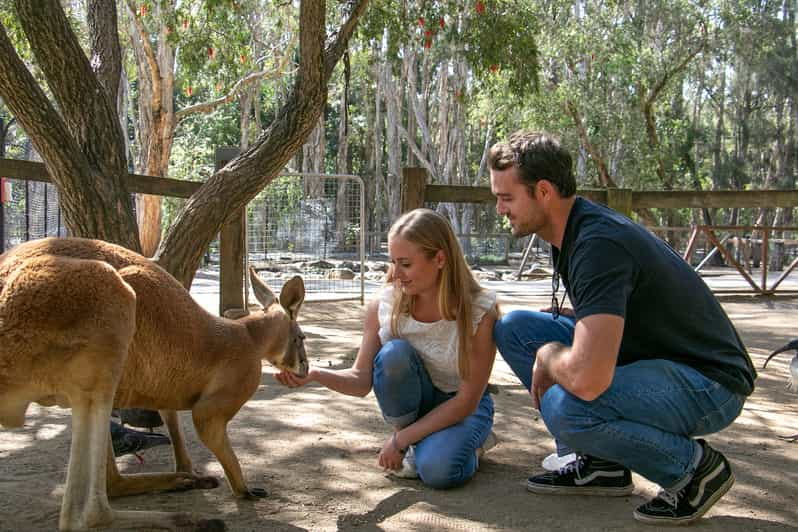 Currumbin Wildlife Sanctuary Ticket | GetYourGuide