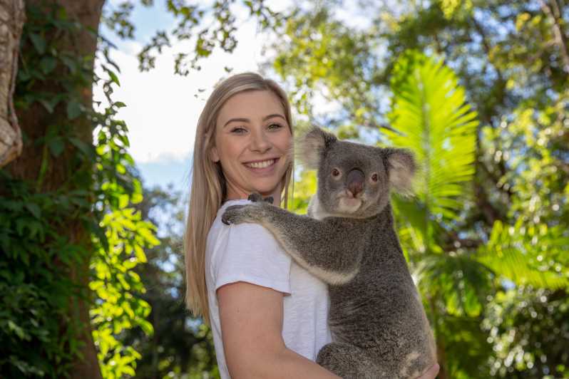 Santuario de vida salvaje Currumbin: ticket y foto con koala | GetYourGuide