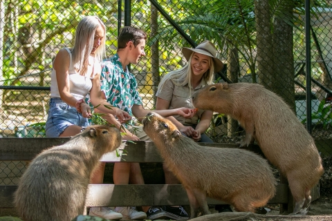 Santuario de vida salvaje Currumbin: ticket y foto con koala