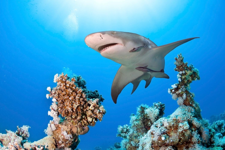 Las Vegas: toegangsticket Shark Reef Aquarium & VR Experience
