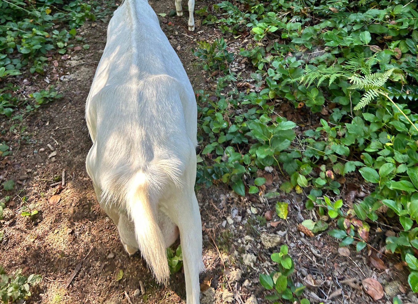 Gede-vandretur på Maple Heart Ranch