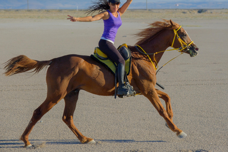 Qatar: Arabic Horse Riding in the Desert Sharing Tour