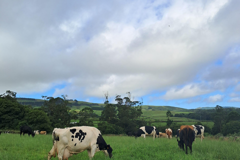 Azores: Half-Day Dairy Farm Tour