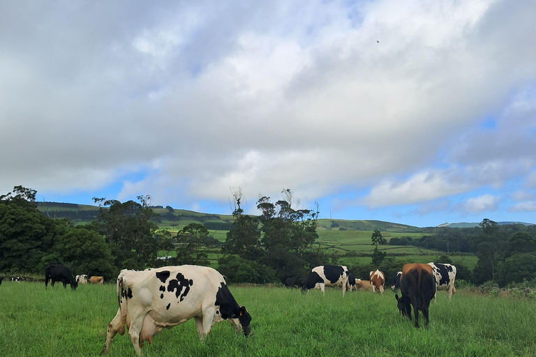 Azores: Half-Day Dairy Farm Tour