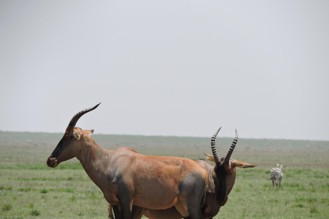 Depuis Arusha/Karatu : Excursion d&#039;une journée dans le cratère du Ngorongoro avec déjeuner