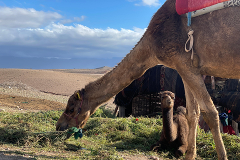 Marrakech:Explorer le désert Agafay Camel&Quad avec Dîner&Spectacle