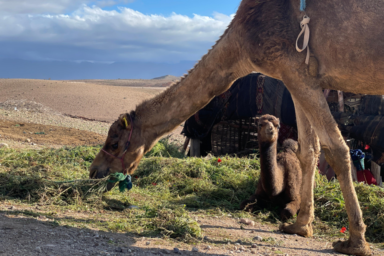 Marrakesch:Erkunde die Wüste Agafay Kamel&Quad mit Abendessen&Show