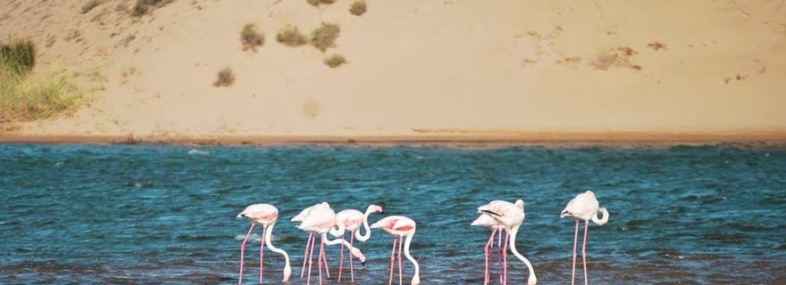 Agadir : visite du parc national de Souss-Massa et du Crocopark