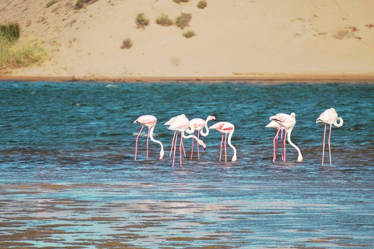 Agadir: Souss-Massa National Park & Crocopark Tour