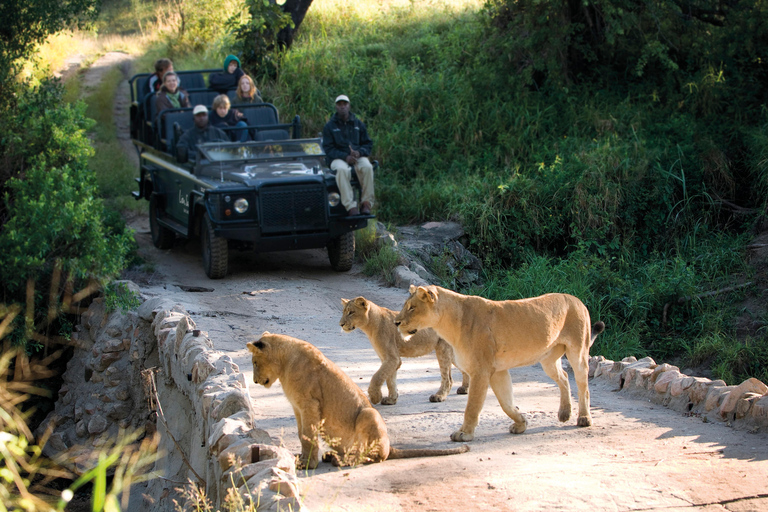 Parco Nazionale Kruger: Il miglior safari economico di 4 giorni