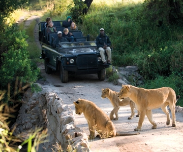 Kruger National Park: The Best 4 Day Budget Safari
