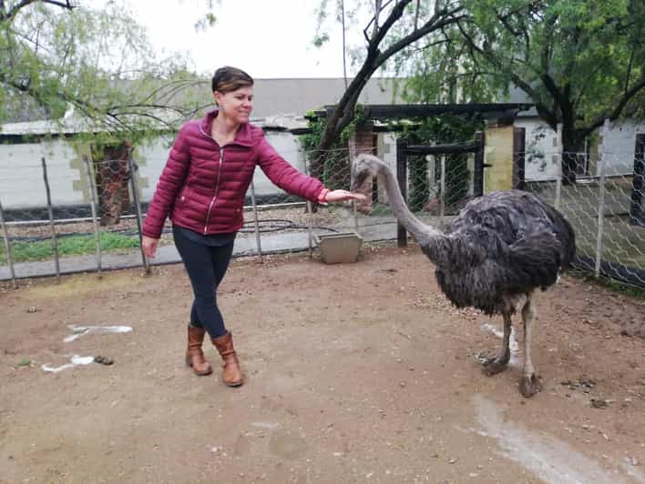Oudtshoorn Guided Ostrich Farm Tour GetYourGuide