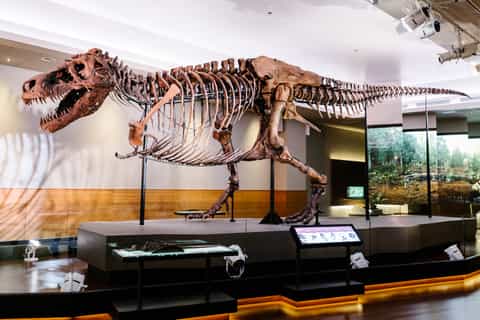 Chicago: ingresso para o Field Museum of Natural History ou tour VIP