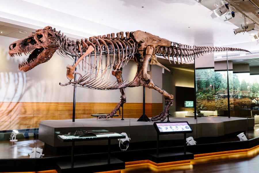 Chicago: Field Museum of Natural History - Ticket / VIP-Tour
