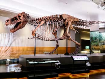 Chicago: Field Museum of Natural History Ticket oder VIP-Tour Chicago: Field Museum of Natural History Ticket oder VIP-Tour
