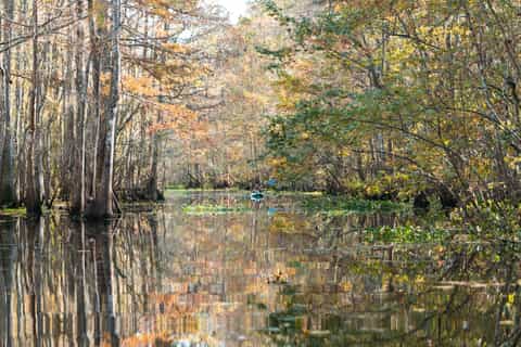 Desde Nueva Orleans: tour guiado en kayak por el pantano de Maurepas