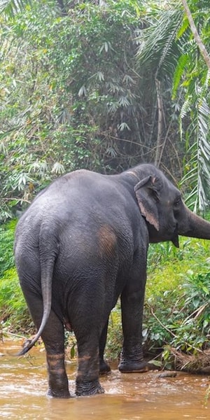 Phuket: Elephant Sanctuary Tour, Cooking Class & Lunch | GetYourGuide