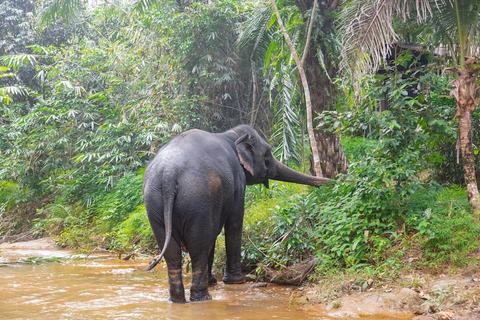 Phuket: Wycieczka interaktywna do etycznego azylu dla słoniBilet i prywatny przejazd z wybranych hoteli w Phuket