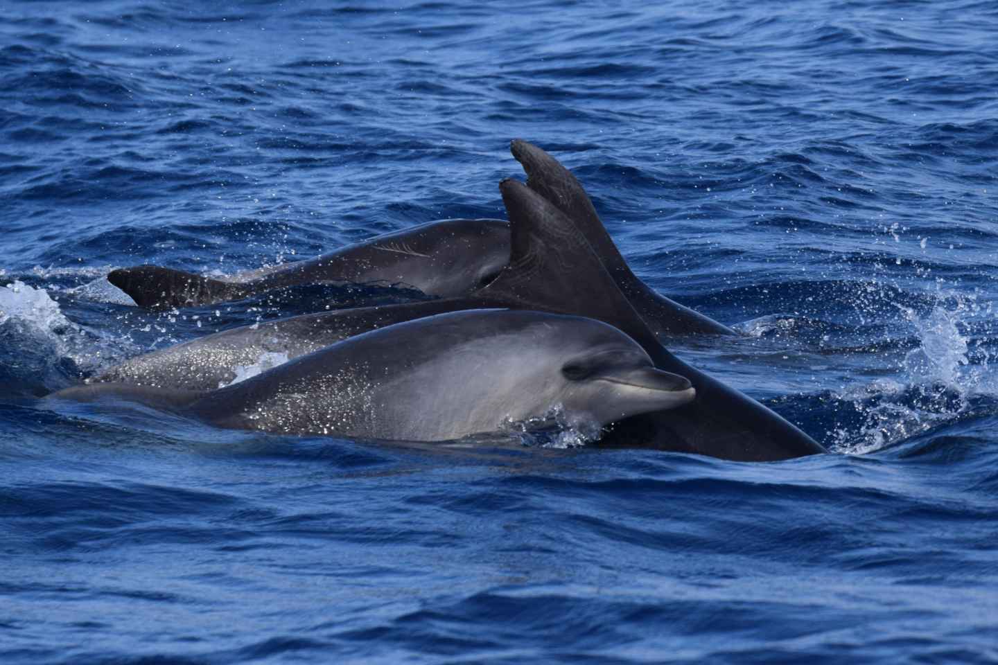 Lajes de Pico: nuoto in piccoli gruppi con i delfini