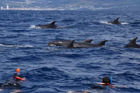 Lajes de Pico: Small-Group Swim with Dolphins