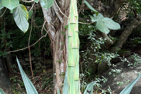 From Colombo: Cave Temples, Jungle Trek & Waterfall Swim
