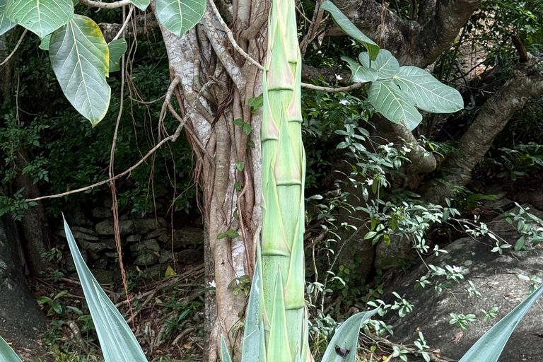 From Colombo: Cave Temples, Jungle Trek & Waterfall Swim