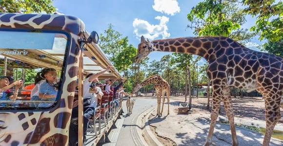 Chiang Mai: Night Safari Entry Ticket