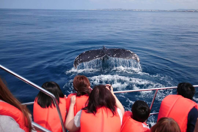 Whale watching tours departing from Naha