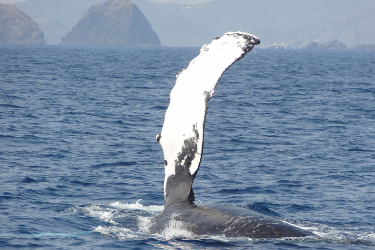 Whale watching tours departing from Naha