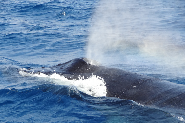 Whale watching tours departing from Naha