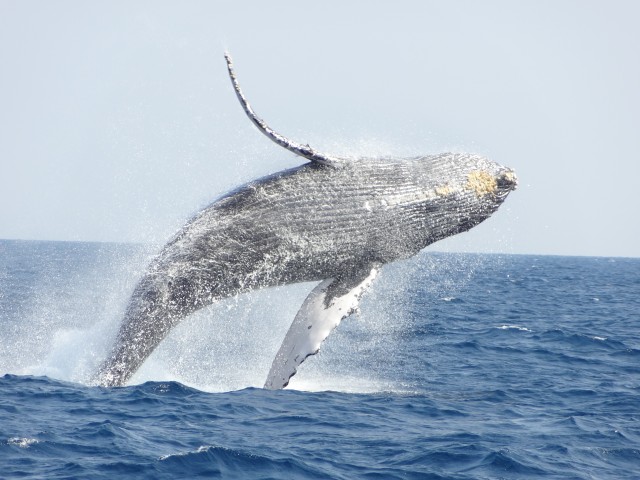 Visit Whale watching tours departing from Naha in Okinawa