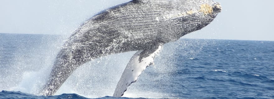Excursions d'observation des baleines au départ de Naha