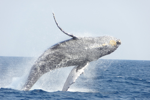 Whale watching tours departing from Naha