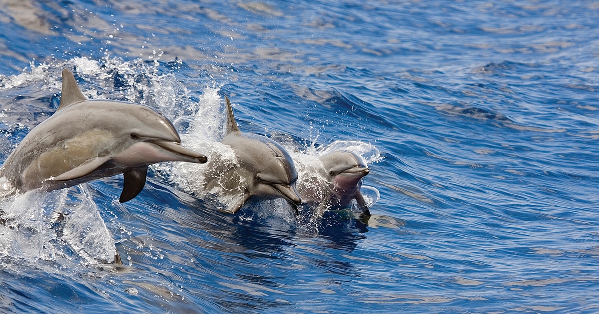 Honokohau Kona Snorkel and Sail with Drinks and Snacks GetYourGuide