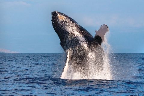 Honokohau: Kona Whale Watching Catamaran Cruise