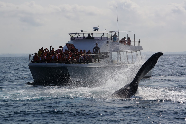 Tour di osservazione delle balene con partenza da Naha