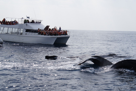 Whale watching tours departing from Naha