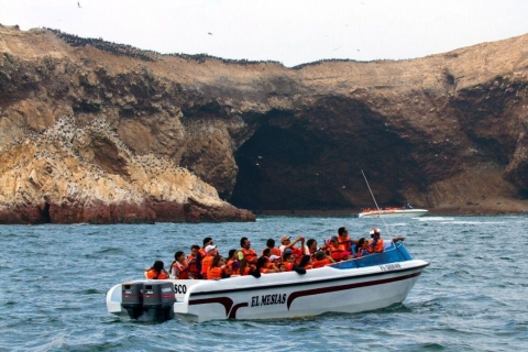From Lima: Excursion Palomino Islands - Callao Bay -Half Day