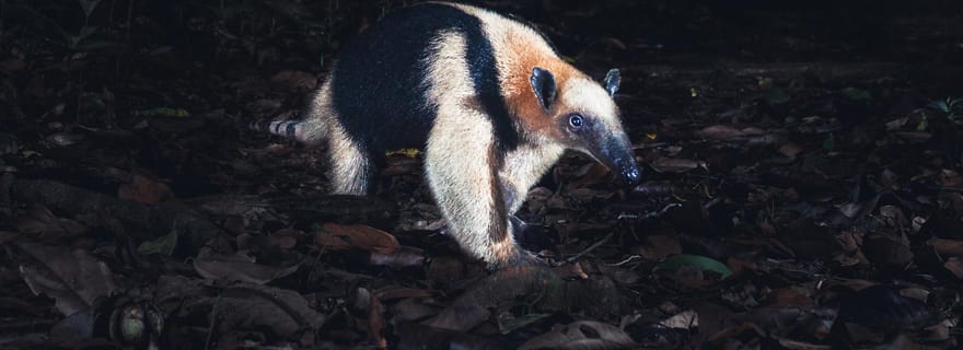 Promenade nocturne à Tamarindo
