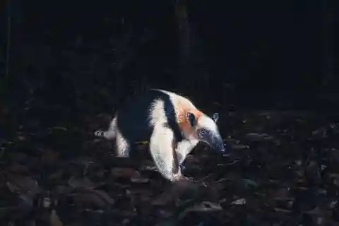 Passeggiata notturna a Tamarindo